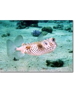 Spotbase Burrfish gliding with fins spread like angel's wings