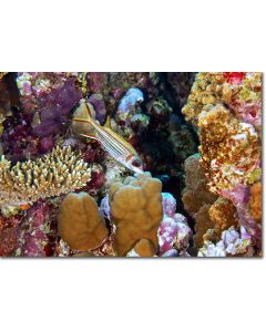 Spotfin Squirrelfish amongst an array reef textures