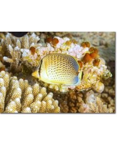 Spotted Butterflyfish by corals and sea squirts