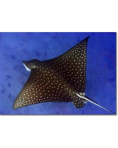 Spotted Eagle Ray in the deep blue
