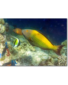 Spotted Parrotfish shining like gold against the reef