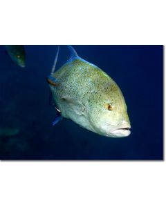 Spotted Trevally attended by a cleaner wrasse