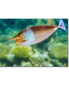 Spotted Unicornfish mirroring the multi-coloured coral reef
