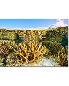 Staghorn corals in the tropical shallows