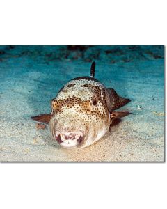 Starry Puffer catching forty winks