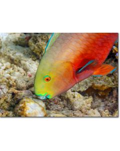 Steephead Parrotfish nibbling on corals