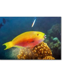 Steephead Parrotfish at a cleaning station