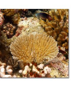 Fan shaped acropora coral guarded by a Damselfish