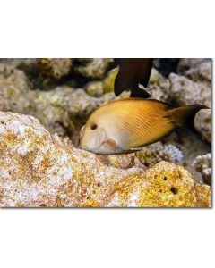 Striated Surgeonfish feeding amongst button corals