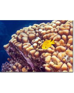 Sulphur Damsel by attractive interlacing corals