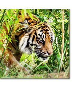 Ambush - Sumatran Tiger