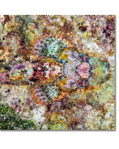 Tassled Scorpionfish creating Monet on the reef