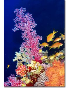 Tree Coral on the bank of a coral reef in the Red Sea, surrounded by Anthias and young corals.