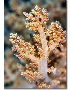 Litophyton Arboreum Tree Coral