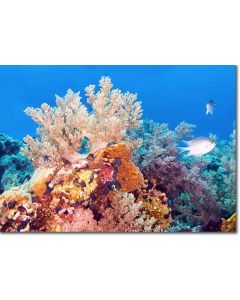 Tree corals surrounded by vibrant sponges & soft corals