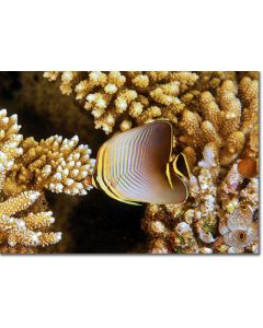 Triangular Butterflyfish within beautiful coral reef