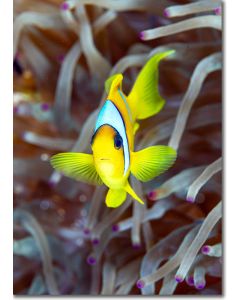 Clownfish (Twoband Anemonefish) Close-up