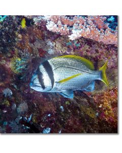Twobar Seabream hovering under a reef ledge