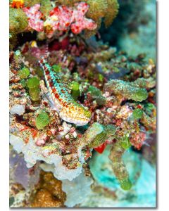Variegated Lizardfish perched on a reef ledge