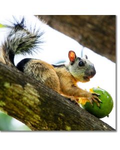 Caught ! Variegated Squirrel feasting on a Mango