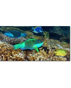 Vermiculate Parrotfish gliding through dappled sunlight