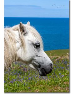 Welsh Pony by the azure blue Irish Sea