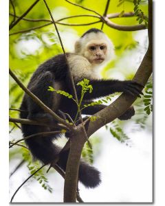 White-faced Capuchin in the Costa Rica Rainforest