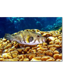 White-spotted Puffer perched over Dome coral