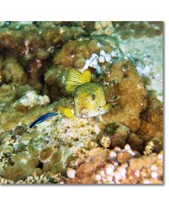 Yellow Boxfish being cleaned by a Wrasse