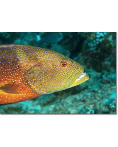 Yellow-edged Lyretail (grouper) shining out from aquamarine sea