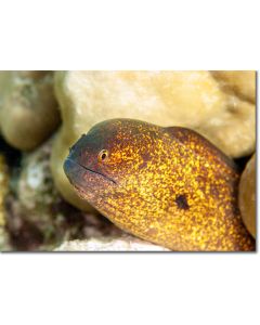 Yellow-edged Moray Eel curiously viewing its territory