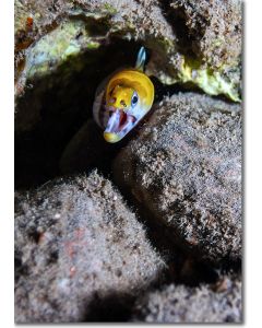 Yellow-headed moray eel striking out from a crevice