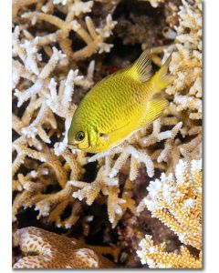 Yellowbelly Damselfish in a beautiful reef