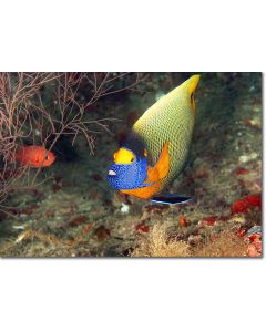 Yellowface Angelfish deep under the reef drop-off