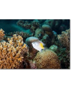 Yellowfin Damsel by branching & honeycomb corals