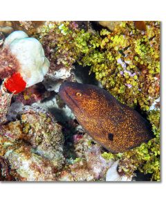 Yellowmargin Moray inspecting a brain coral