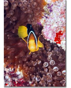 Yellowtail Clownfish peeping out from the corals