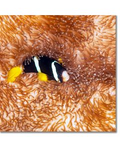 Yellowtail Clownfish gazing up from a saddle anemone