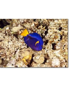 Yellowtail Tang surrounded by sea urchins