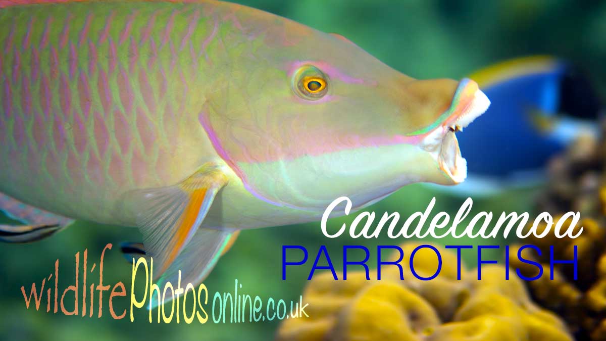 Candelamoa Parrotfish