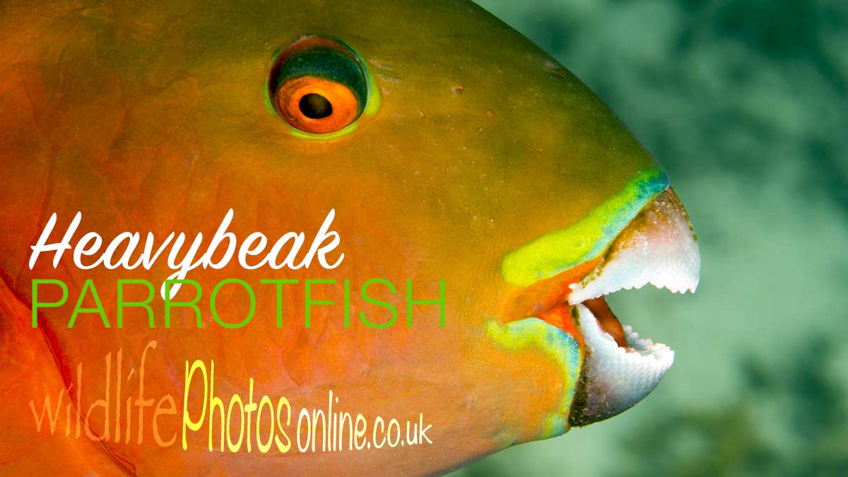 Heavybeak Parrotfish