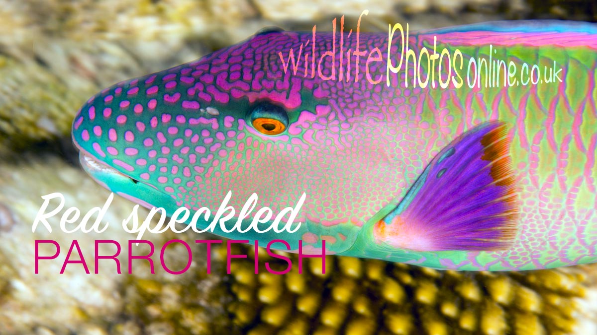 Red Speckled Parrotfish