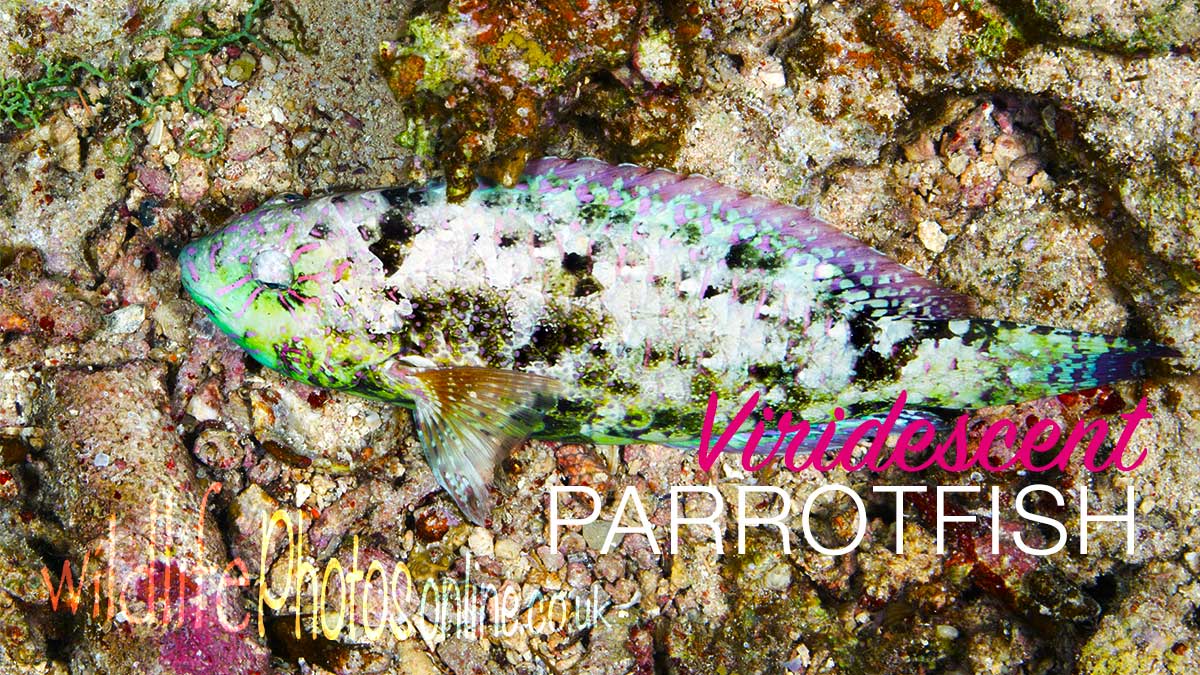 Viridescent Parrotfish